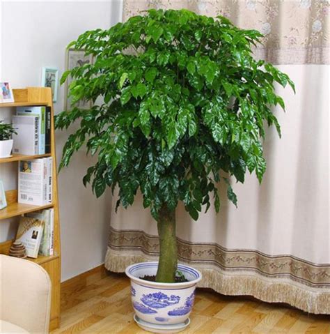 适合室内的植物|100种适合室内养的植物